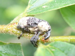 園内で見つけた生きものたち