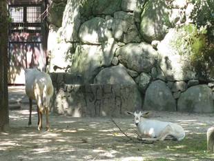 アラビアオリックスの子どもの成長～その6～