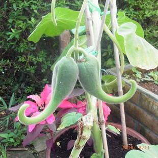 今年の暑さはなんだ！