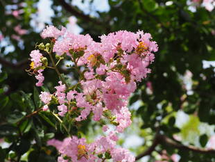 夏の花　サルスベリ