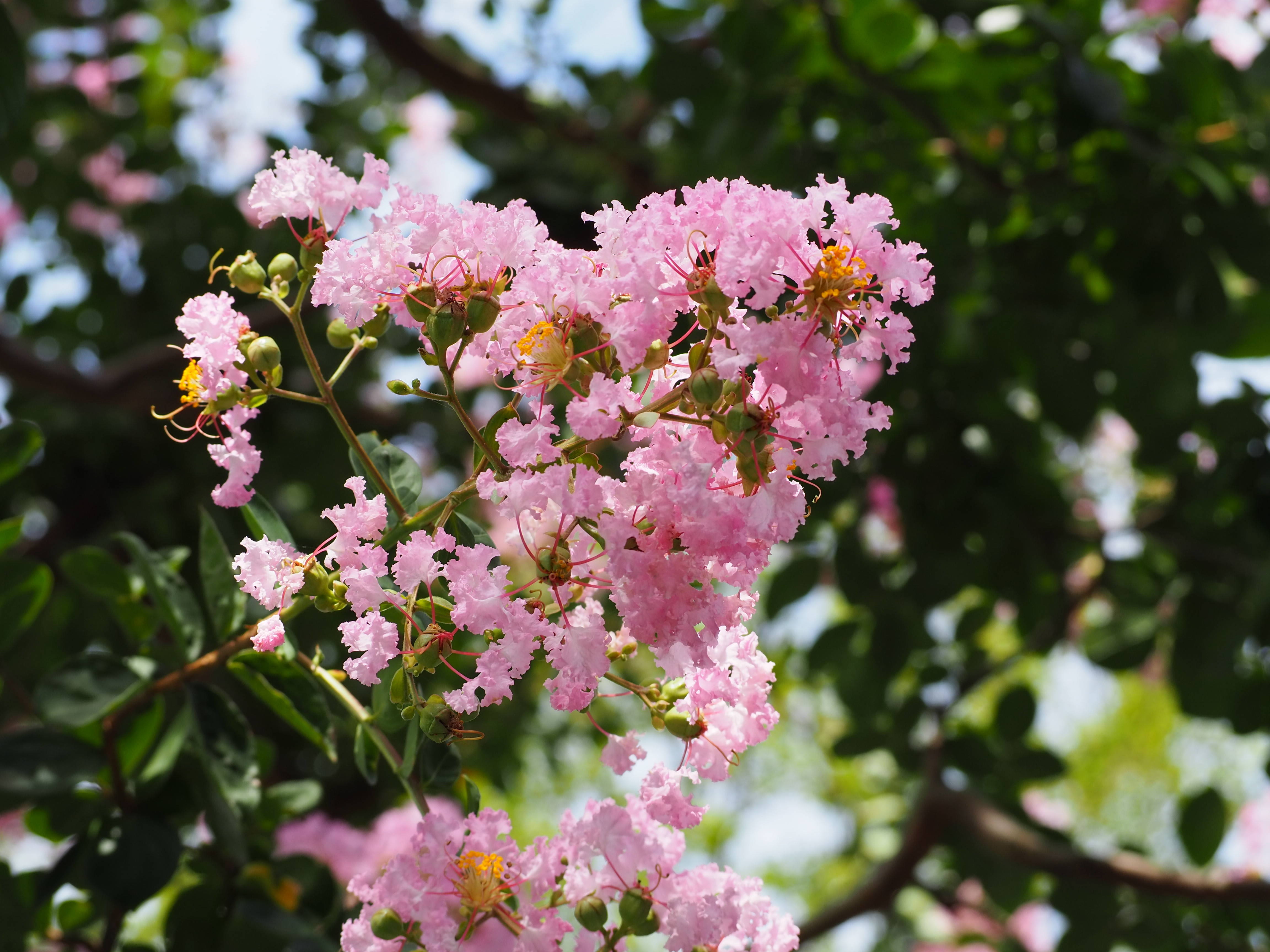 夏の花 サルスベリの写真