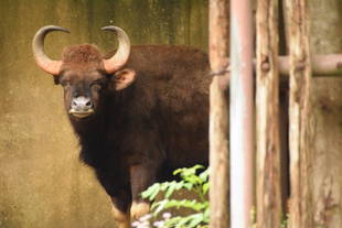 イチゴはやわらかいのがお好き！？