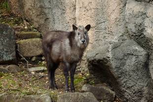 カモシカさん、今日はだーれ？①