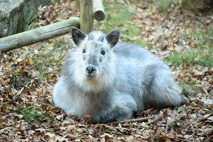 カモシカさん、今日はだーれ?②