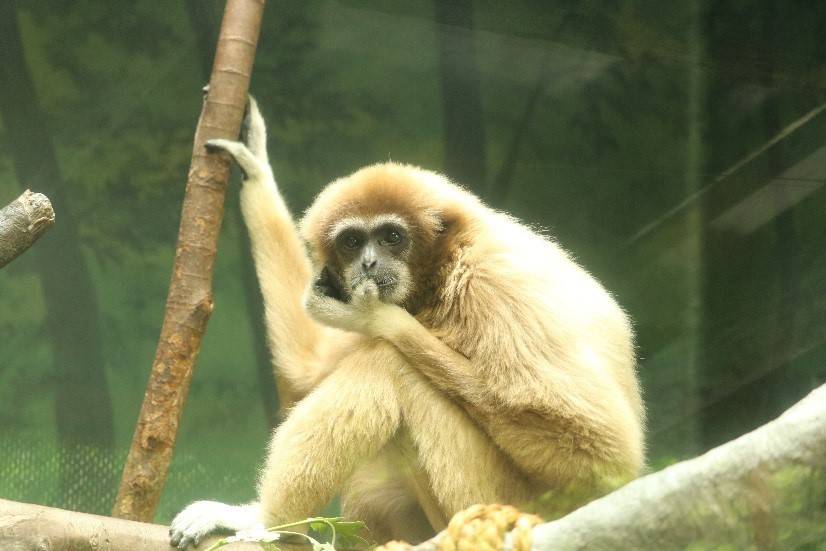 ナイト金沢ZOO テナガザルの場合の写真