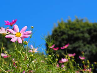 秋桜コスモス