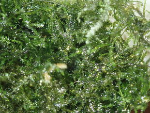 ヘイケボタルの第3世代を育てています