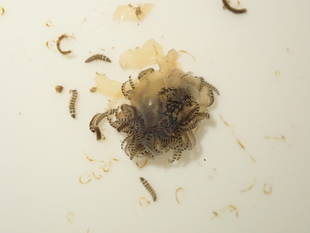 ヘイケボタルの第3世代を育成しています　～その②～