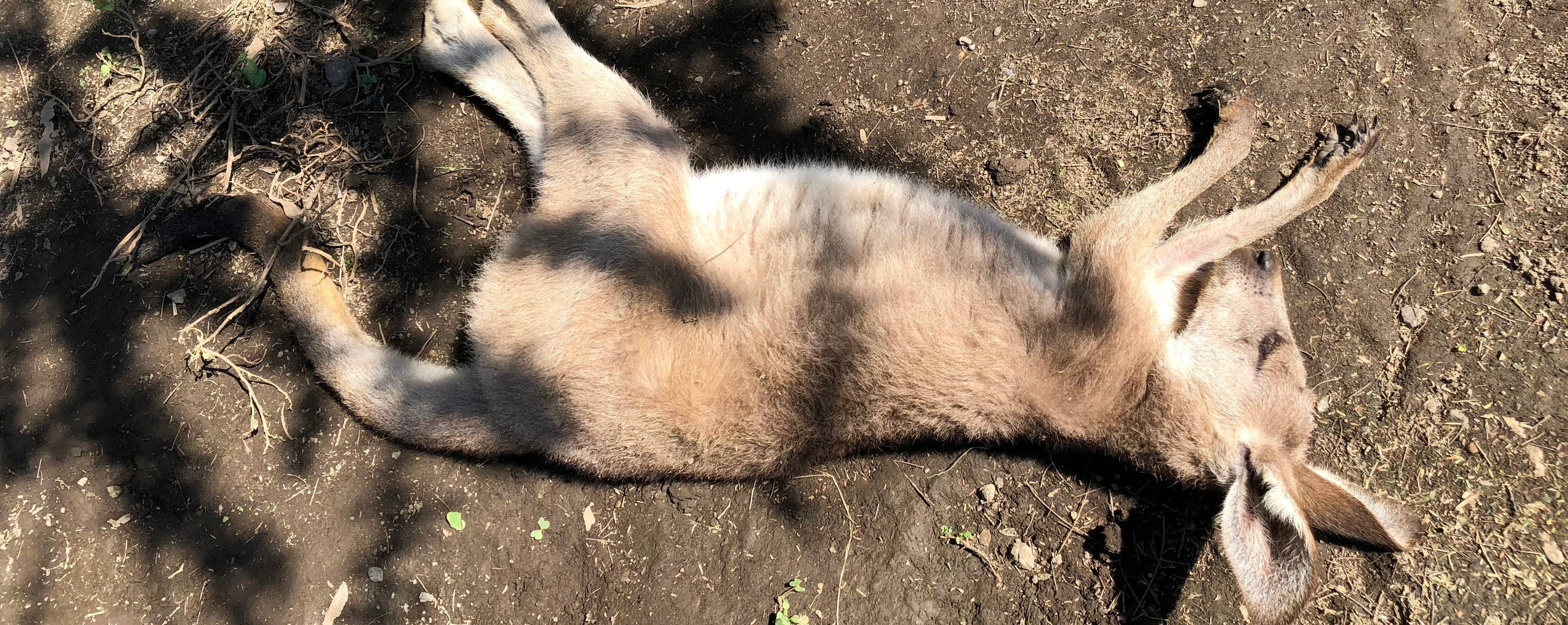 睡眠の秋のカンガルーの写真