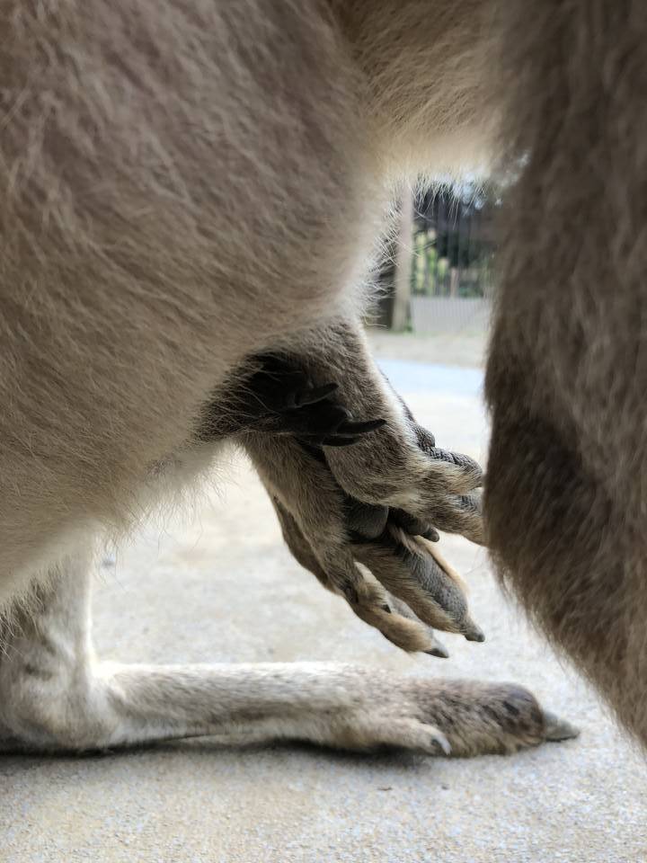 ぎゅうぎゅうカンガルーの写真