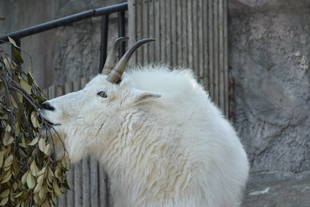 シロイワヤギの毛でフェルトボールづくり!~準備編~
