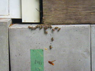 ミツバチを襲うスズメバチ