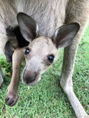 先月のニューフェイスカンガルー(ミロ④)