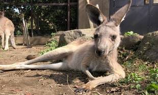 ある日のちびっこカンガルー②