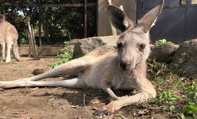ある日のちびっこカンガルー②の写真