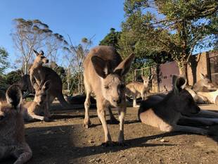 秋になったらやっぱり枕なカンガルー