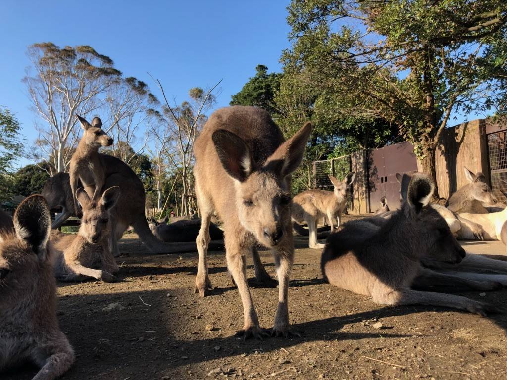 秋になったらやっぱり枕なカンガルーの写真