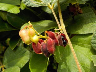 マメ科の備忘録