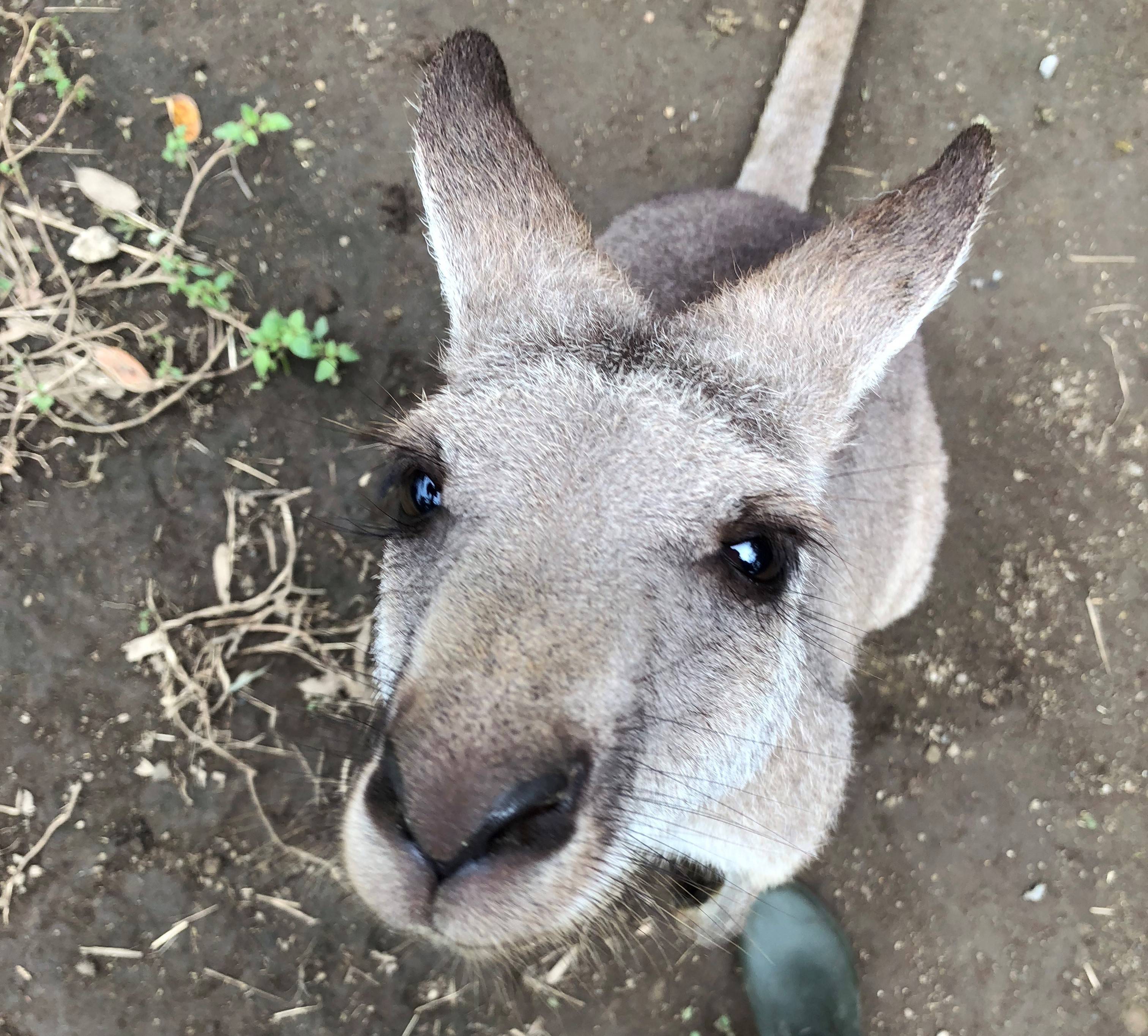 台風被害の報告(カンガルー)の写真