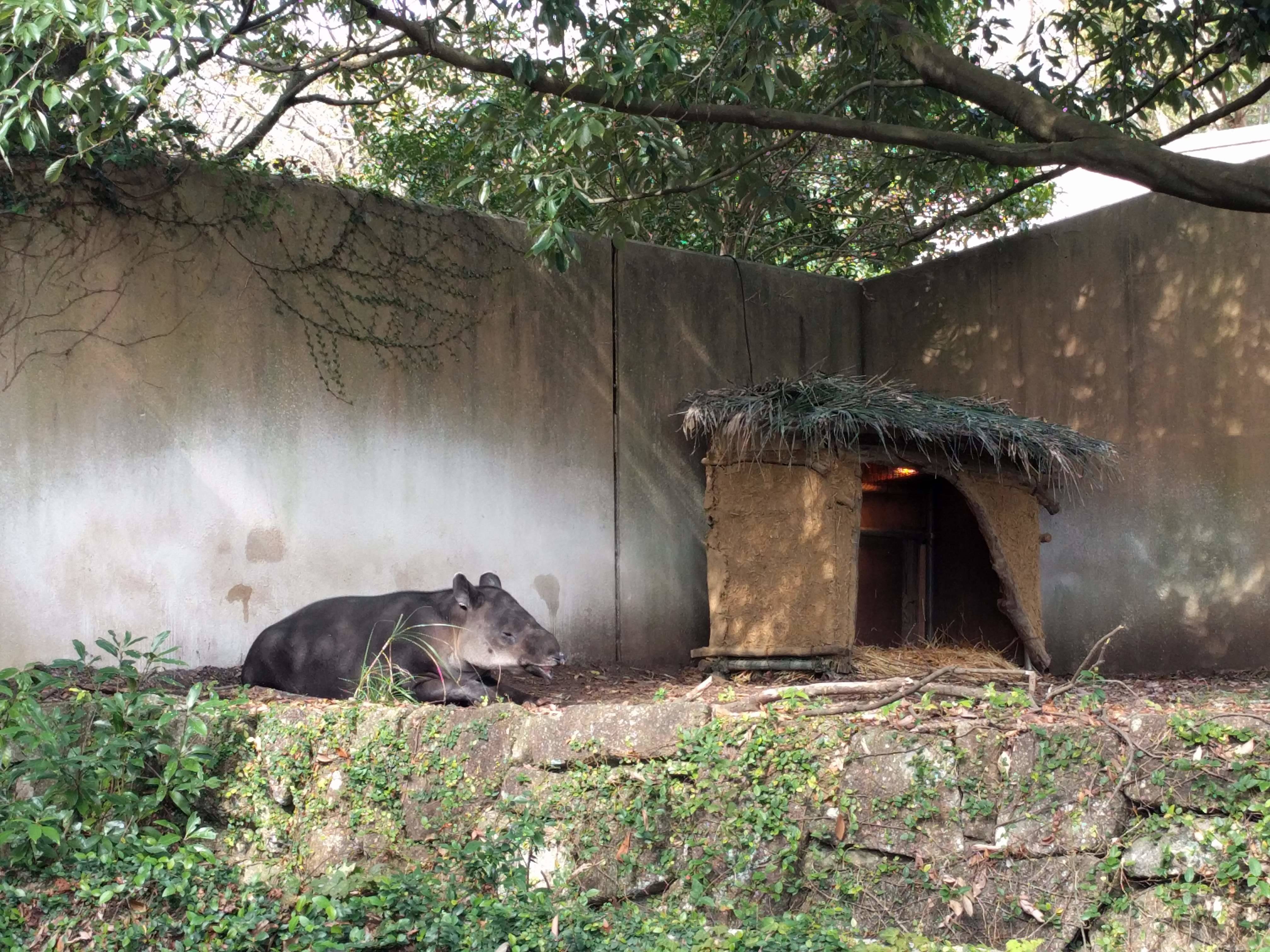 バク小屋登場!!の写真