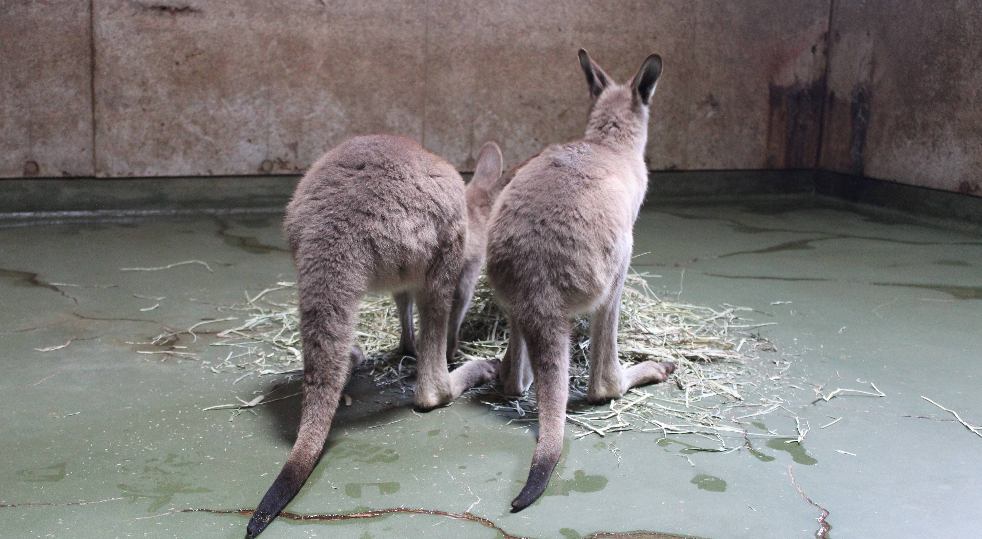 ある日のちびっこカンガルー①の写真