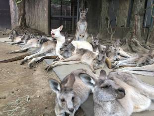 お知らせ＆安定の枕なカンガルー？