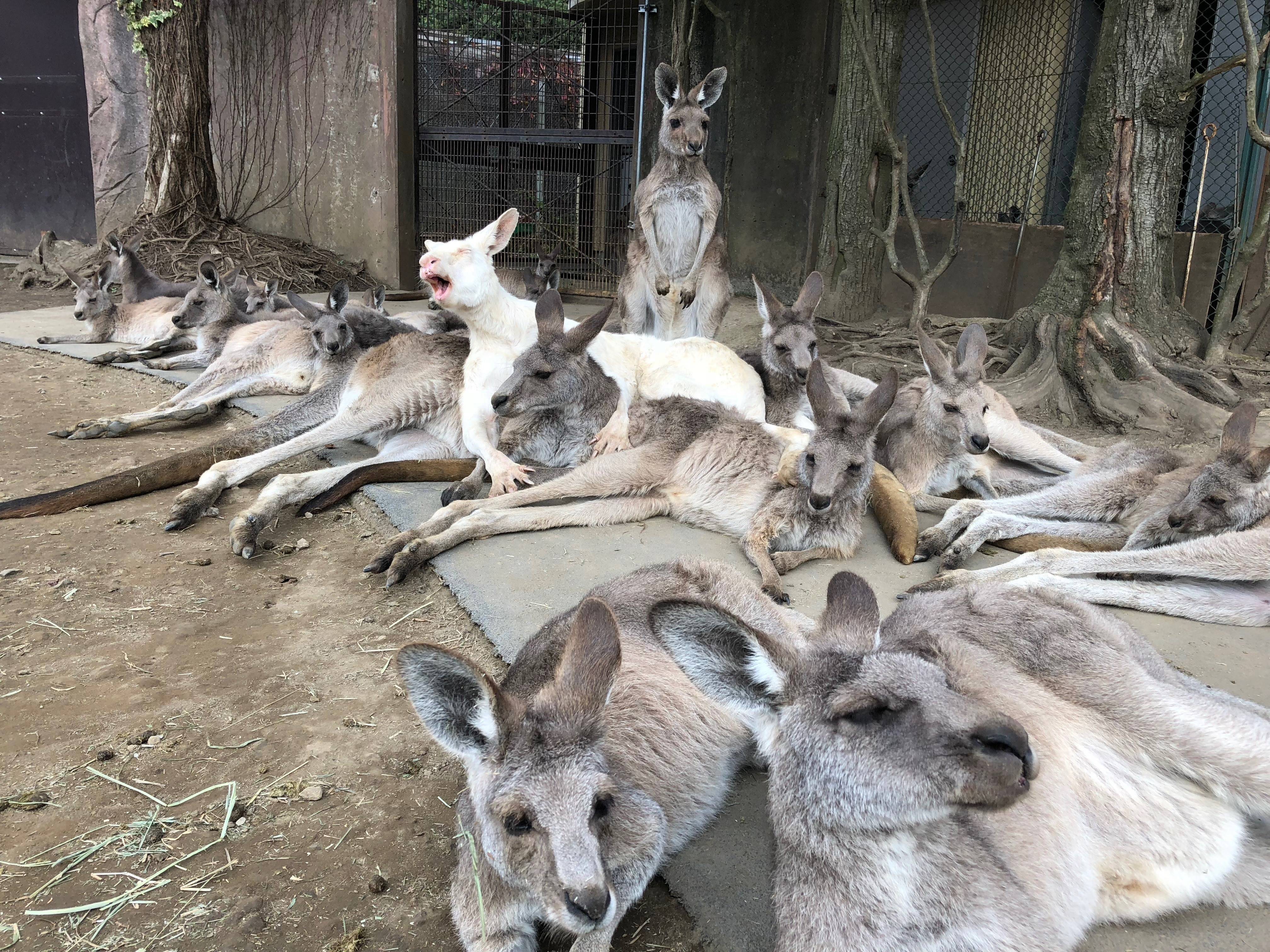 お知らせ&安定の枕なカンガルー?の写真