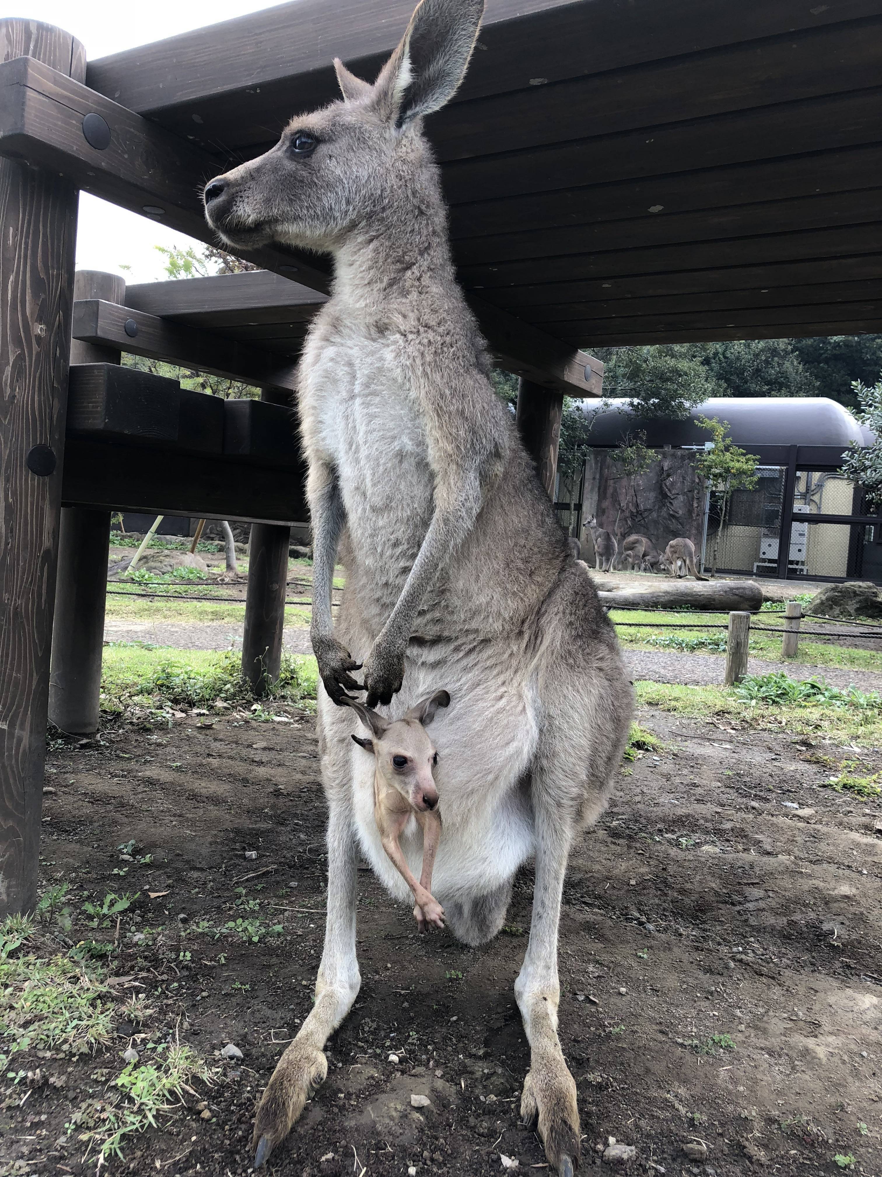 シメジとシメコの報告の写真