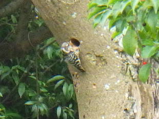 コゲラの巣作り