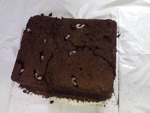 今年もミヤマクワガタの幼虫が孵化しています