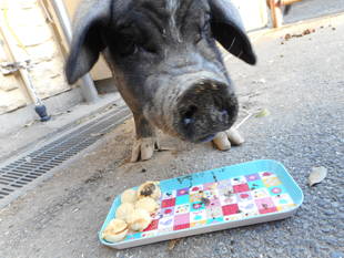 家に帰ってからのマキちゃん