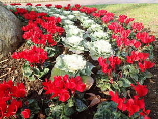 花壇の主役の交代