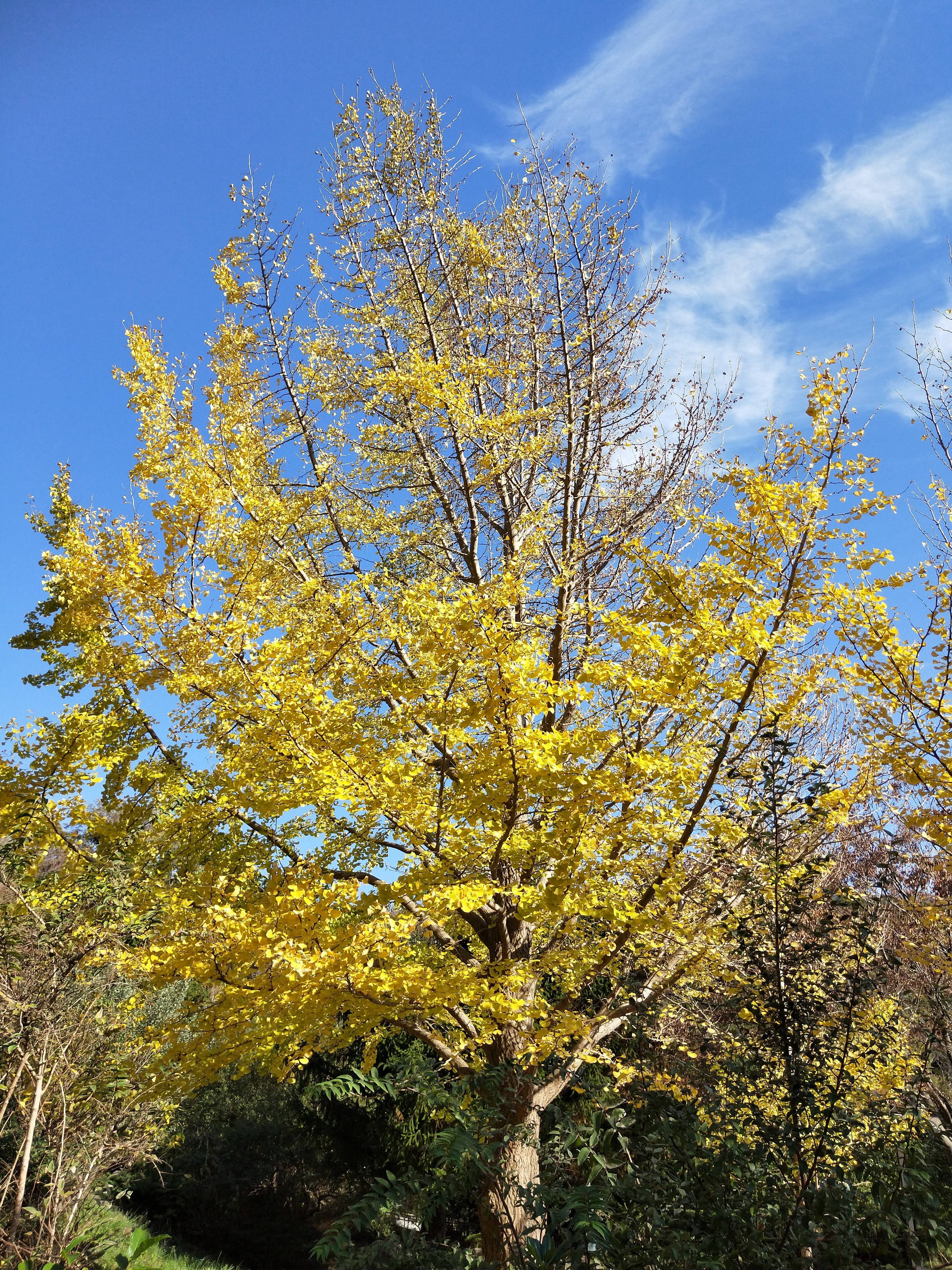 紅葉シーズン到来?の写真