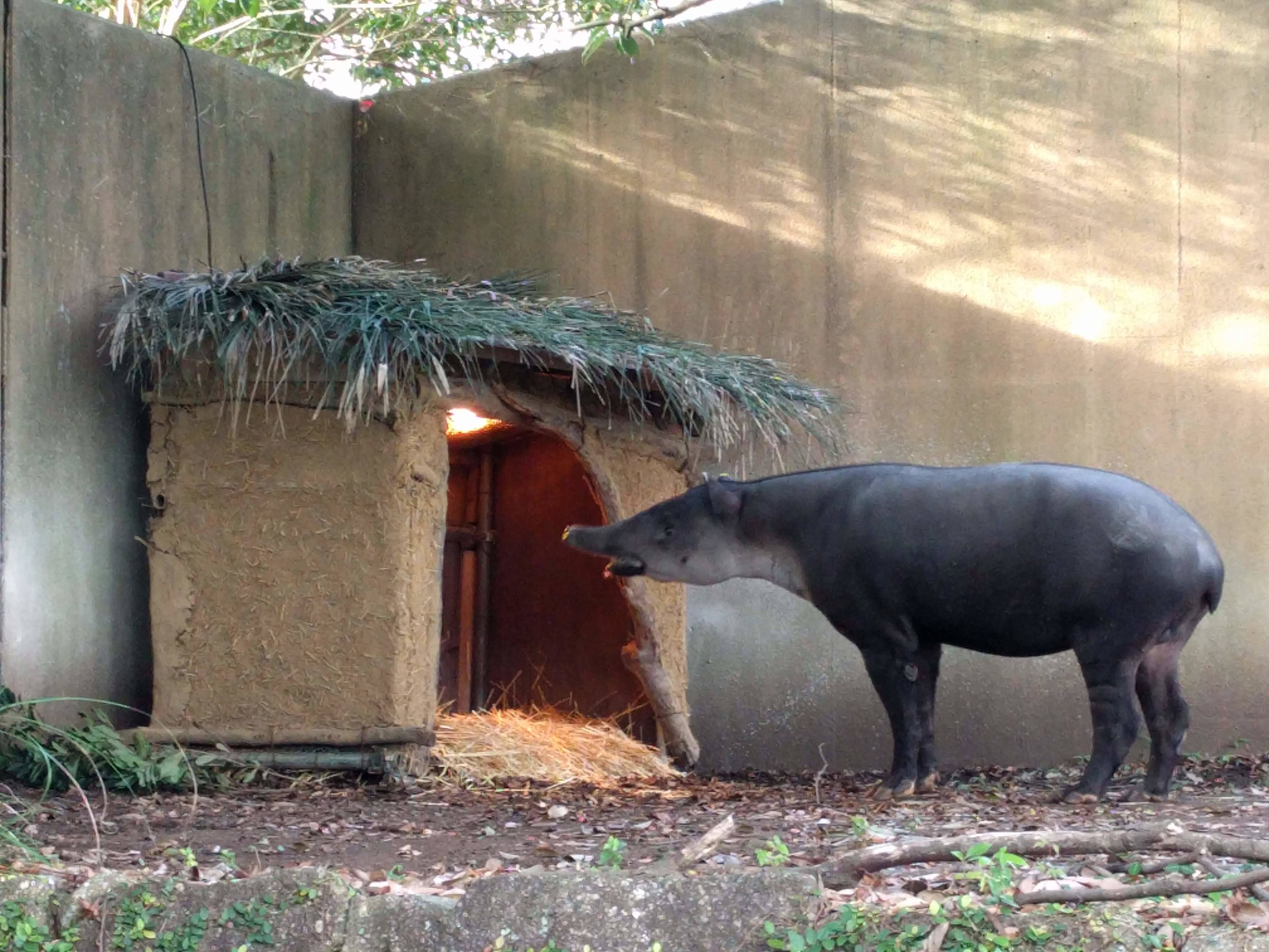 バク小屋登場!!~アグアの反応編~の写真