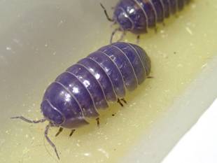 青いダンゴムシとか