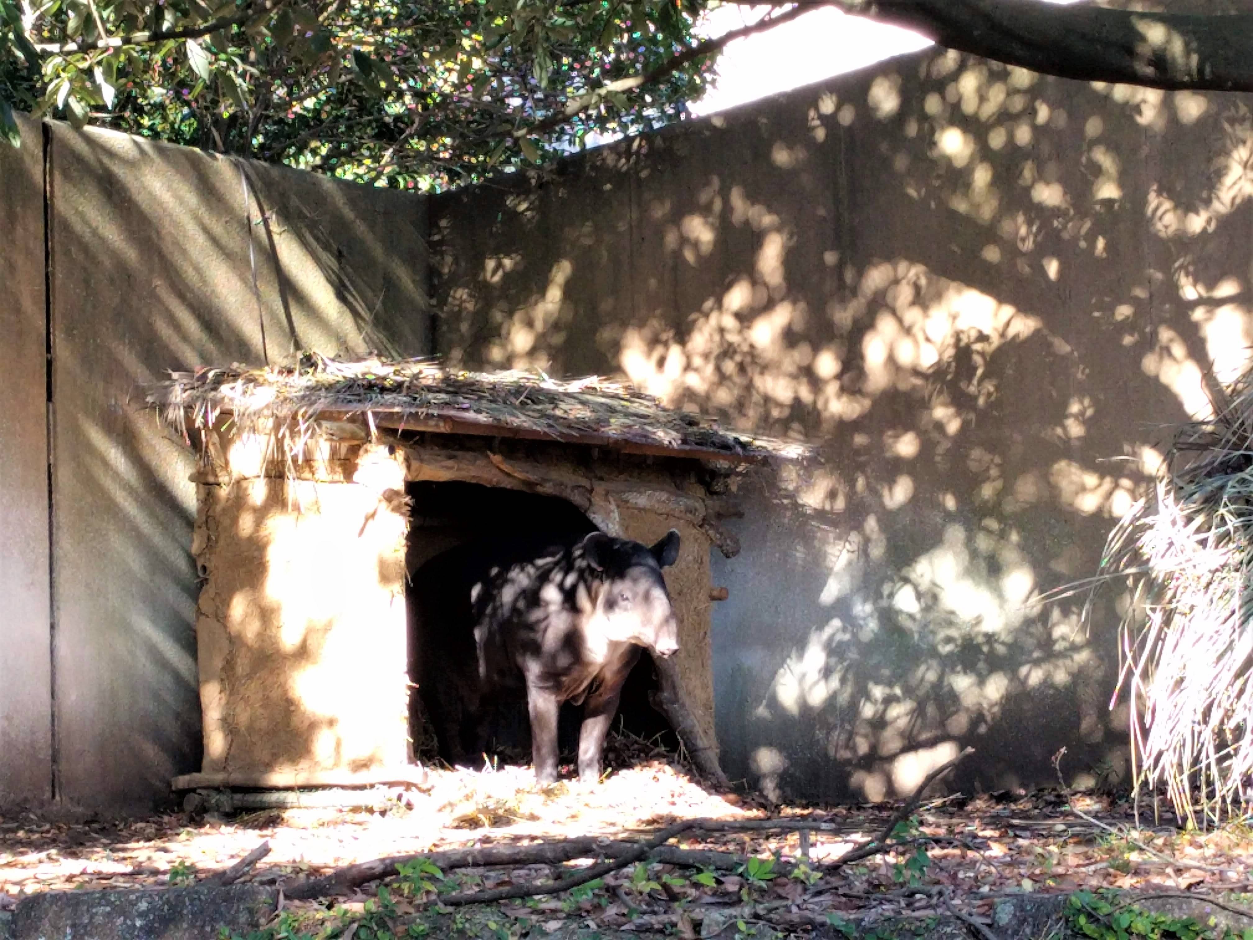 バク小屋登場!!~我が物顔アグア編~の写真