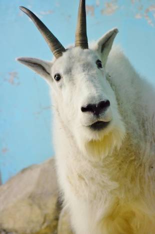 シロイワヤギのためのバリアフリー①