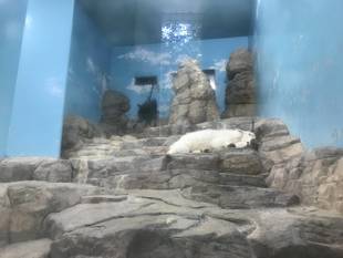 シロイワヤギのためのバリアフリー②