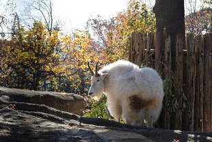 シロイワヤギのためのバリアフリー③