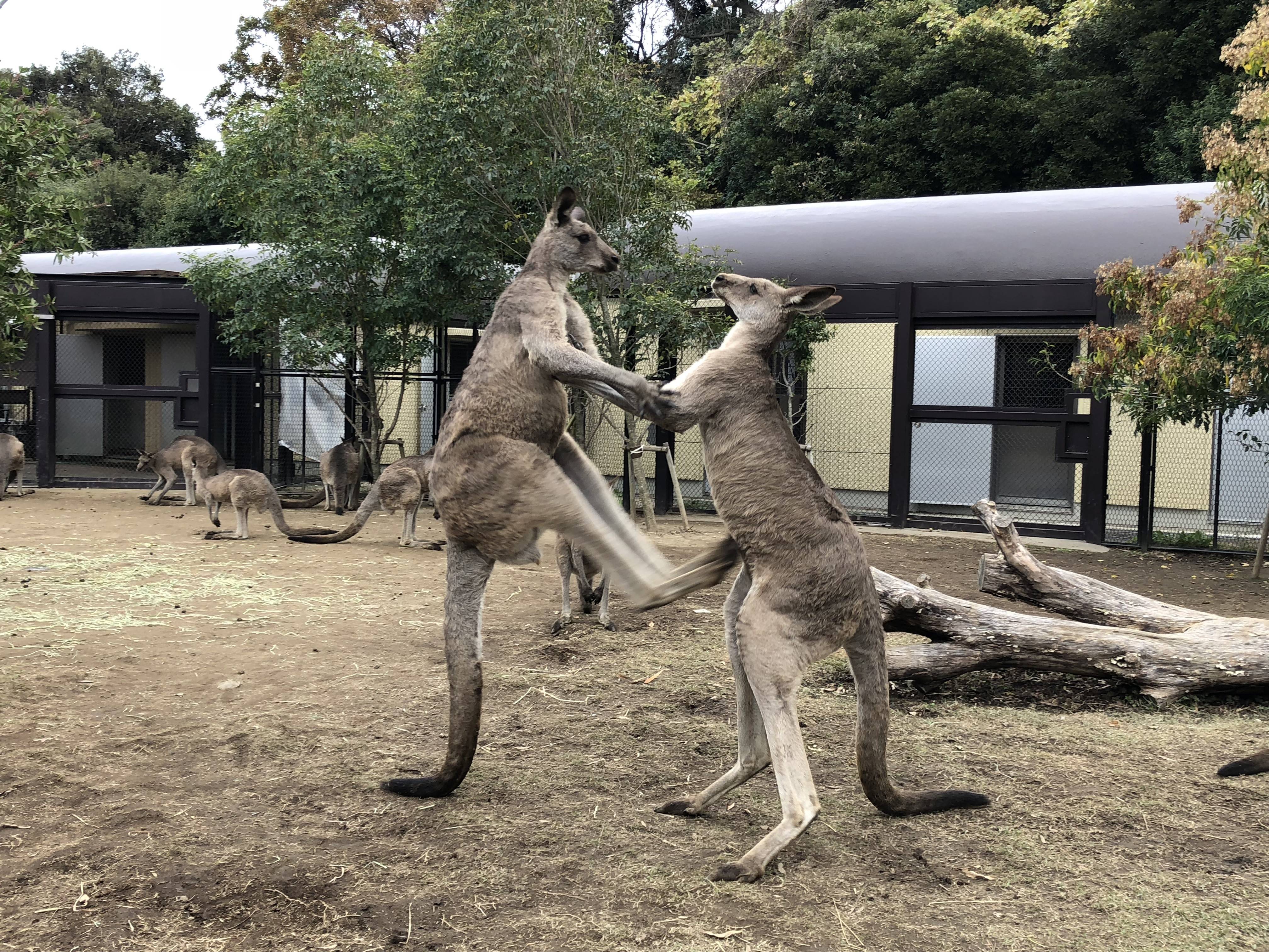 オスたちのケンカの写真
