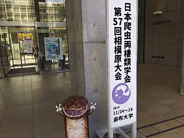 両生類3種が入園しています ~トウキョウサンショウウオ その①~の写真