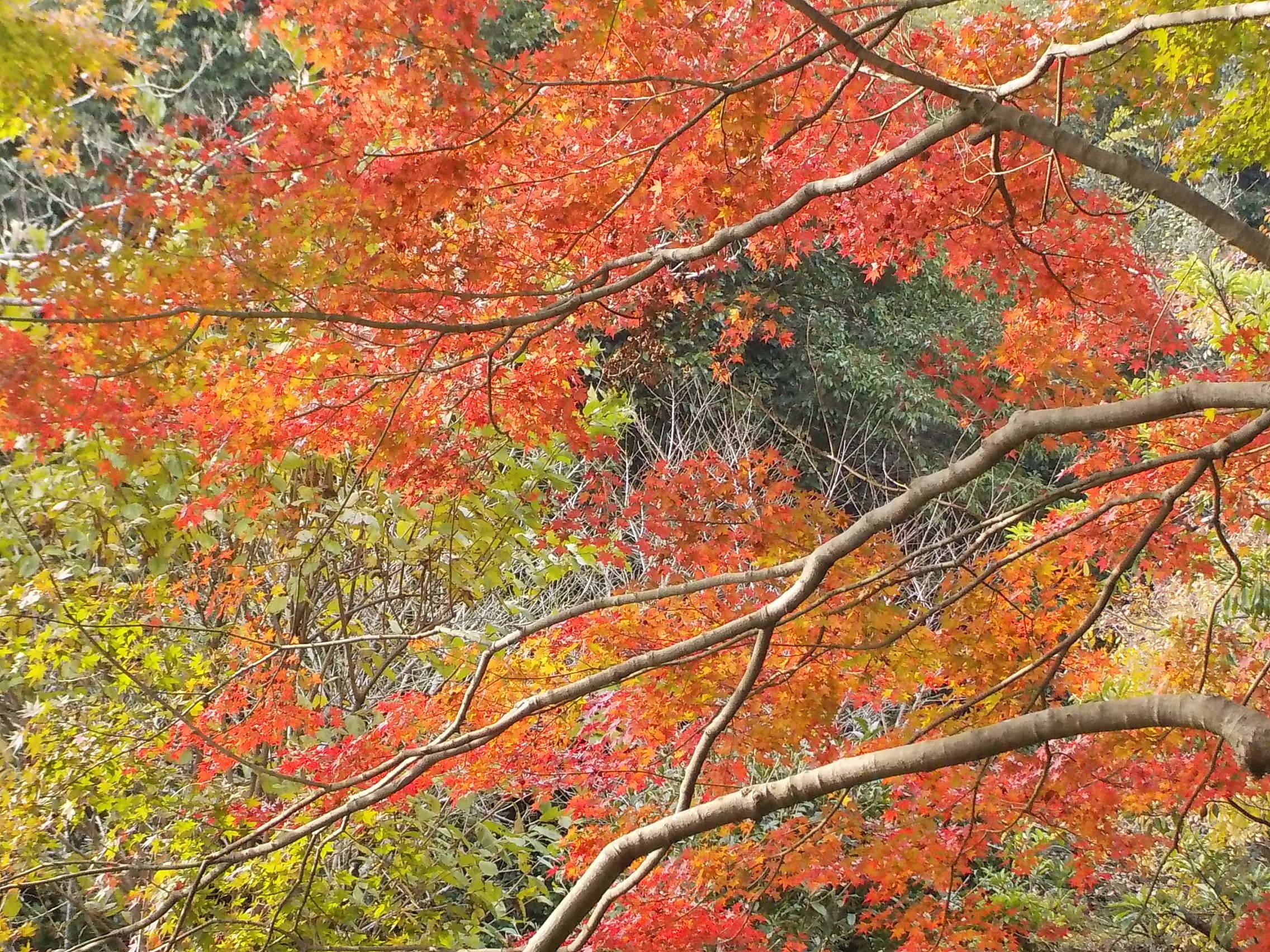 カエデの紅葉の写真