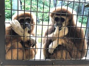 テナガザルの冬対策