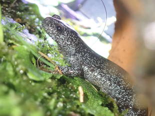 両生類3種が入園しています　～トウキョウサンショウウオ　その②～