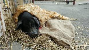 マンガリッツァ風？