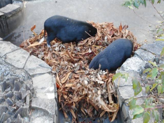 ガサガサの写真