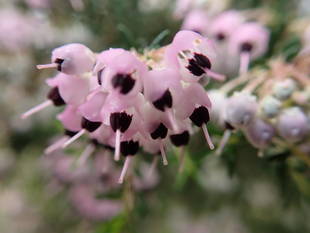 ジャノメエリカ