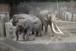 竹取物語（金沢動物園版）