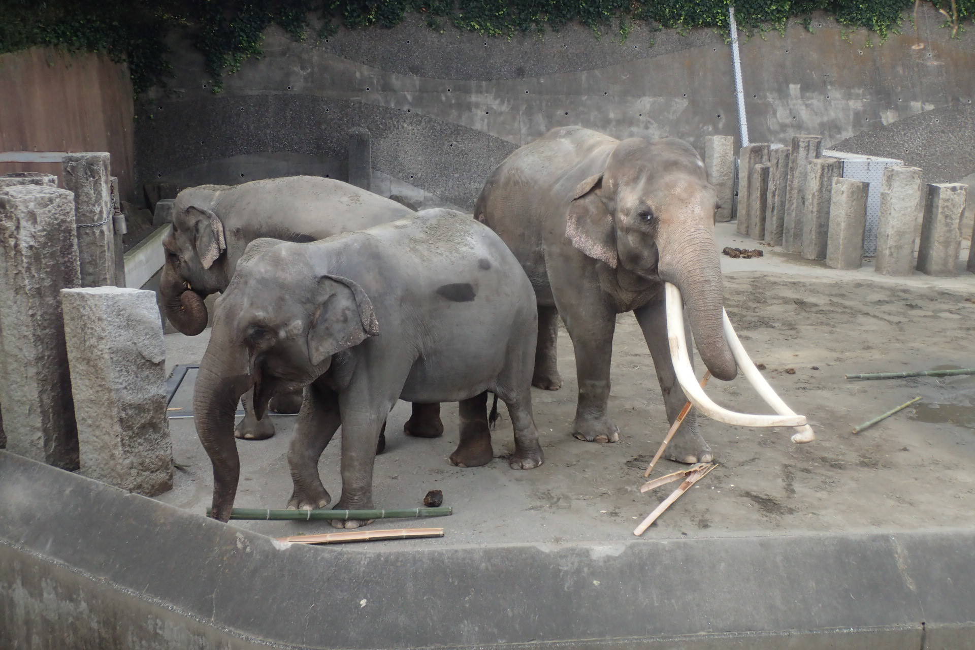 竹取物語(金沢動物園版)の写真