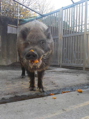 2019年はイノッチ年